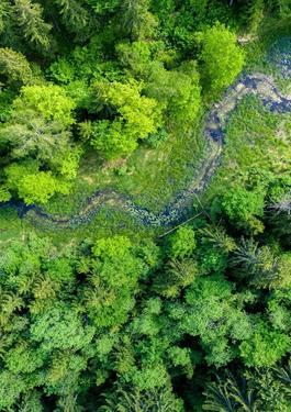 viste desde arriba de un bosque frondoso